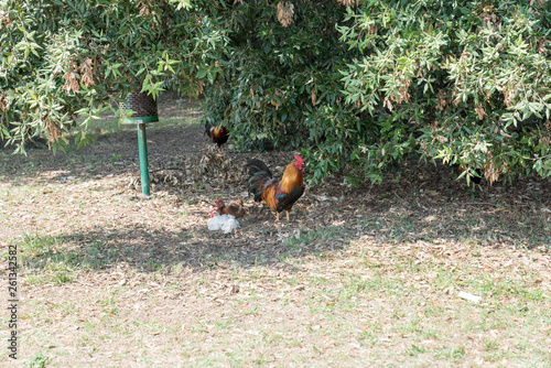 Red rooster in the meadow © FPWing