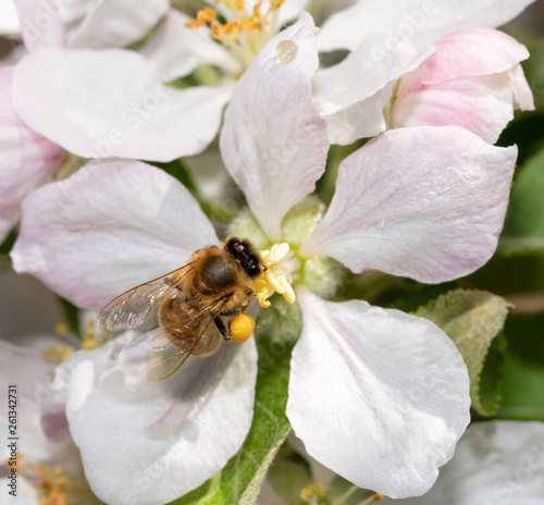 Bee collecting nectar in an apple flower