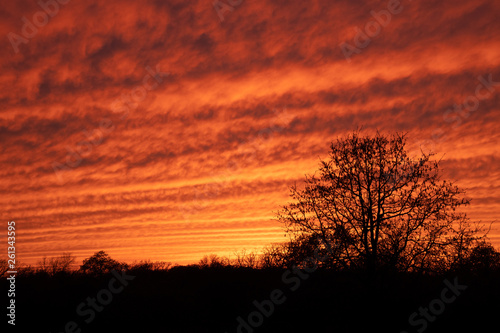Mackerel sky at sunset  vibrantly colored undulating clouds silhouetted by trees