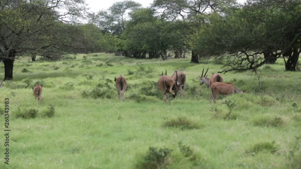 Impala antelopes in the forest. African antelopes, zebras and ostriches in park Impala antelopes in the forest. African antelopes, zebras and ostriches in park