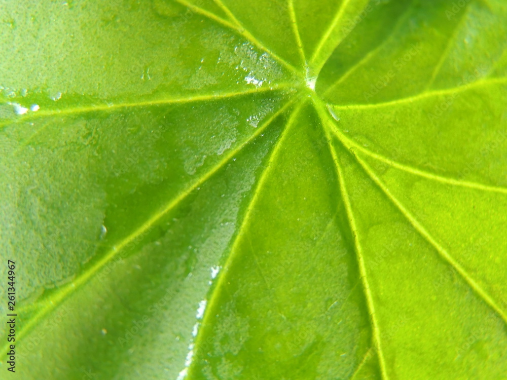 green leaf with water drops green leaf with water drops