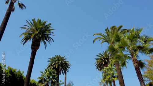 The Palm trees of Beverly Hills