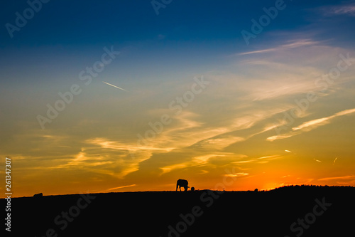 Sunset in the pasture of Extremadura with the silhouette of a cow grazing in the field © Nedrofly