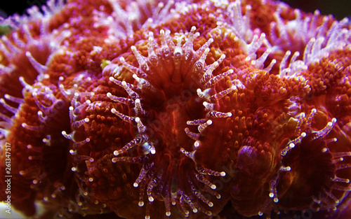 Acanthastrea LPS coral underwater shot