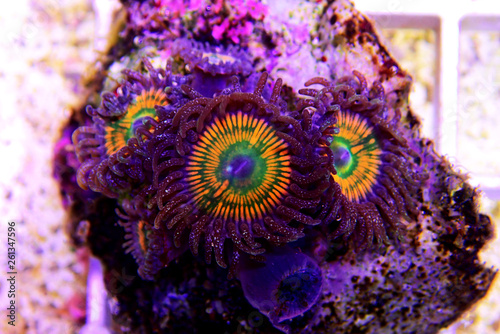 Sunny D - expensive zoanthus polyps from Caribbean sea