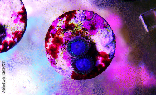 Konstfotografi Blue Smurf polyps - expensive zoanthus polyps from Caribbean sea