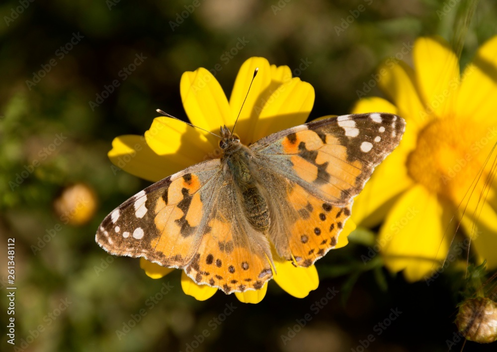 Details of a wild painted lady butterfly with flower