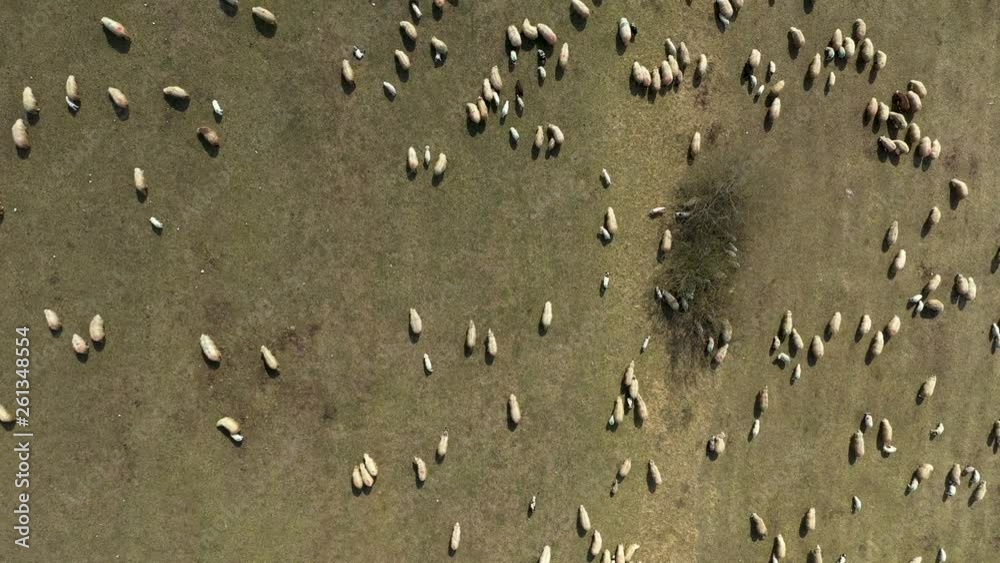 Aerial drone 4k view of herd of sheep grazing in a meadow in the spring Aerial drone 4k view of herd of sheep grazing in a meadow in the spring