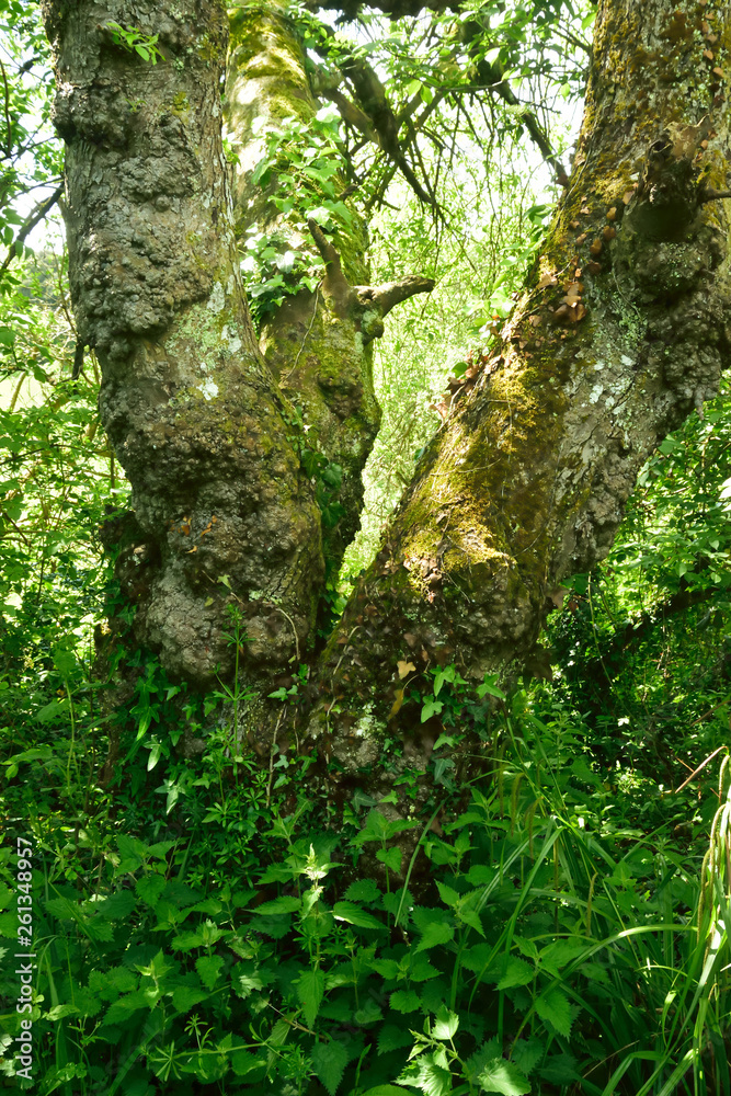 Fototapeta premium Woodland and Trees.