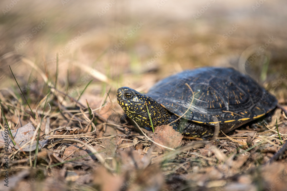 European pond turtle, Emys orbicularis European pond turtle, Emys orbicularis