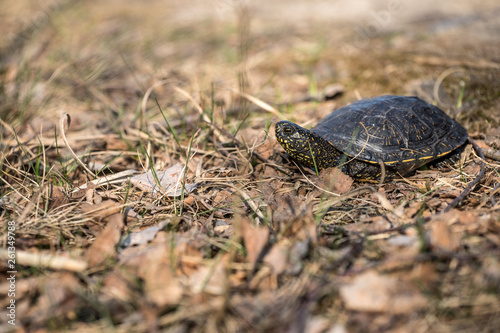 European pond turtle, Emys orbicularis © marcinm111