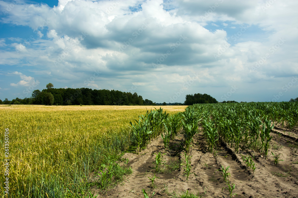 Field with cereals and young corn, forest and clouds on a blue sky