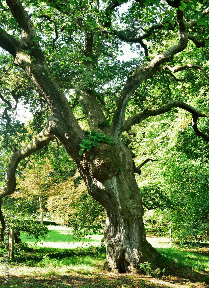 Woodland and Trees.