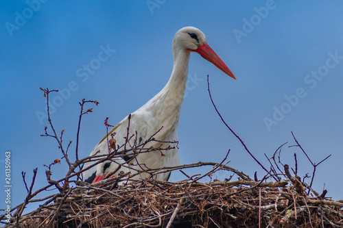 White Stork photo