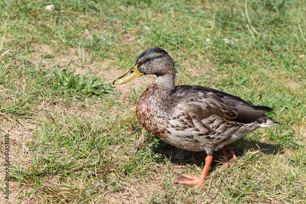 Stockente / Mallard / Anas platyrhynchos.. Stockente / Mallard / Anas platyrhynchos..
