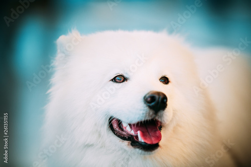 White Samoyed Dog Puppy Whelp Close Up