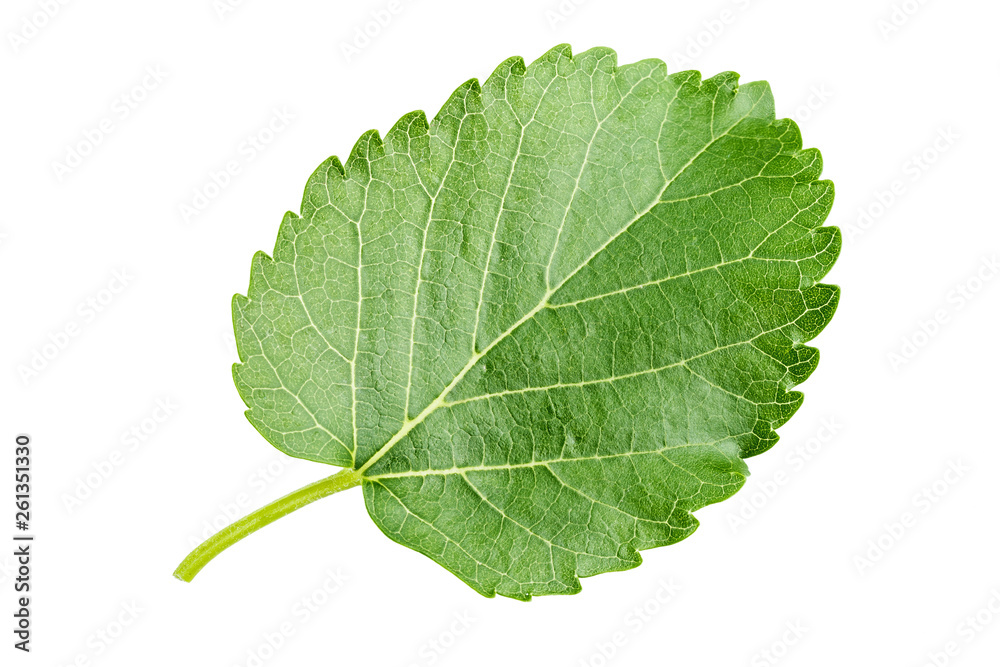 Obraz premium mulberry leaf on white background
