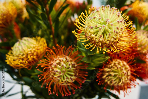 Leucospermum Flame Giant is one kind of protea. Beautiful bouquet of unusual flowers