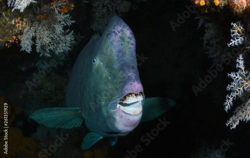 Underwater world - Green humphead parrotfish - Bolbometopon muricatum. Liberty wreck. Tulamben, Bali, Indonesia.  © diveivanov