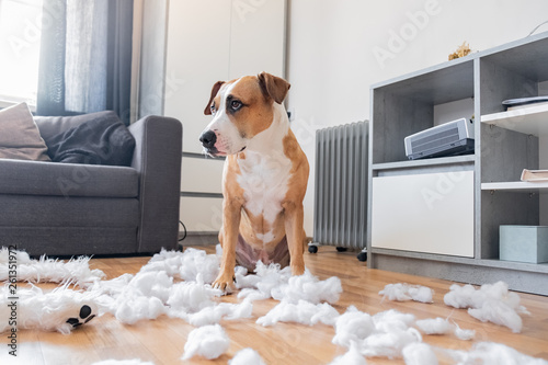 Guilty dog and a destroyed teddy bear at home. Staffordshire terrier sits among a torn fluffy toy, funny guilty look photo