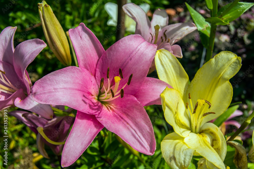 Pink and yellow lily flower in the garden
