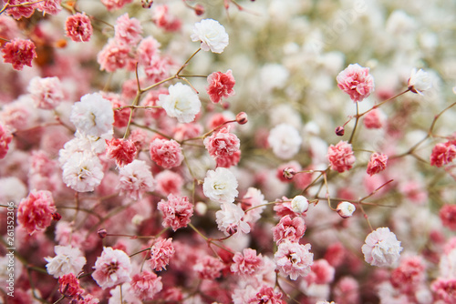 small spring flowers abundantly branching almost from the base of the bush, almost spherical in shape. Used mainly for arrangements and bouquets