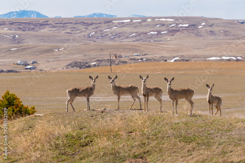 Group of deer on picturesque hill near mountains