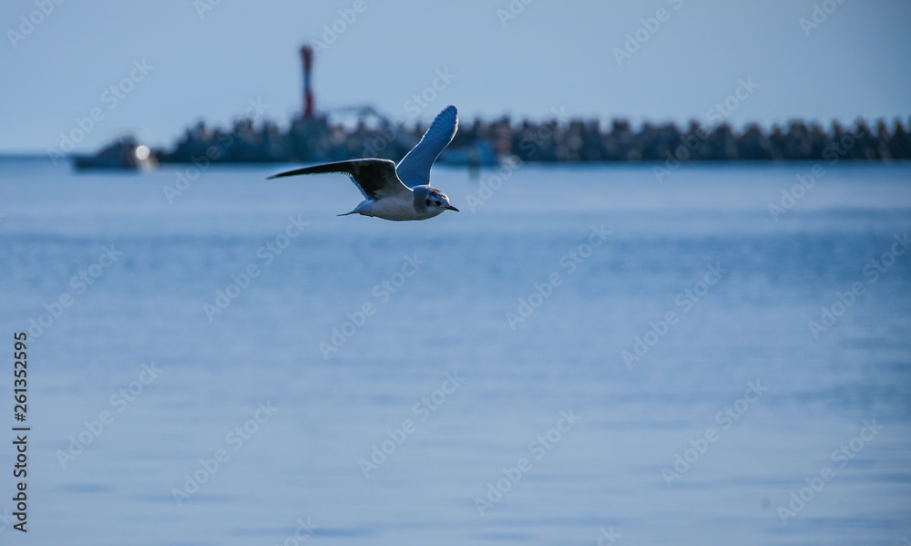 Seagull in flight over the sea. tourist card