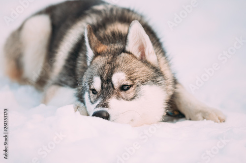 Husky Dog Sit In Snow. Winter 