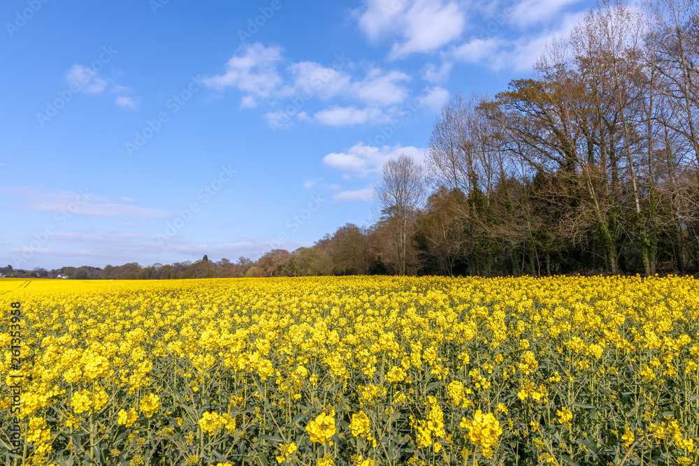 Rapeseed (Brassica napus) flowering in the East Sussex countryside near Birch Grove Rapeseed (Brassica napus) flowering in the East Sussex countryside near Birch Grove