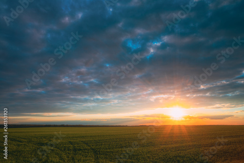 Sunset Sunrise Over Field With Young Wheat Sprouts. Bright Dramatic Sky Above Meadow. Countryside Landscape Under Scenic Colorful Sky At Sunset Dawn Sunrise. Skyline Horizon