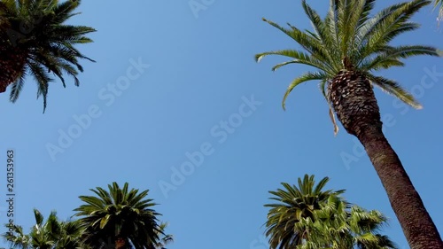 The Palm trees of Beverly Hills