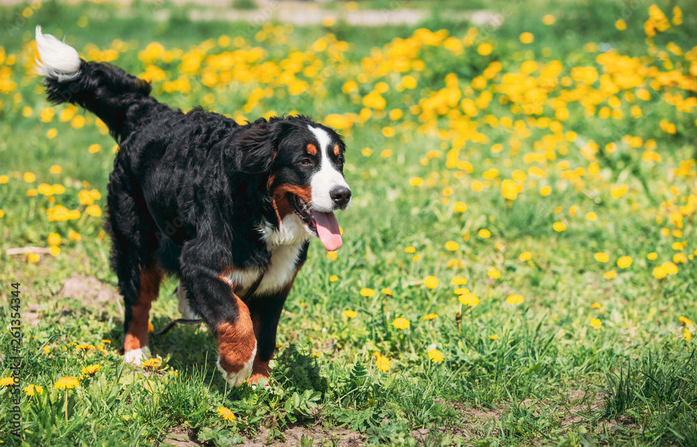 Bernese Mountain Dog Berner Sennenhund Play Outdoor In Green Spring Meadow With Yellow Flowers. Playful Pet Outdoors. Bernese Cattle Dog