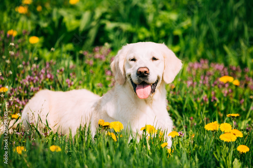 Funny Young Happy Labrador Retriever Sitting In Grass And In Yellow Dandelions Outdoor. Spring Season