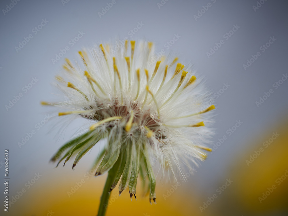 Fototapeta premium Diese Blume wird auch vom Wind gepustet