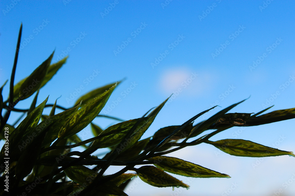 Green fresh grass on a blue clear sky with white clouds photography. Beautiful summer and spring background. Green fresh grass on a blue clear sky with white clouds photography. Beautiful summer and spring background.