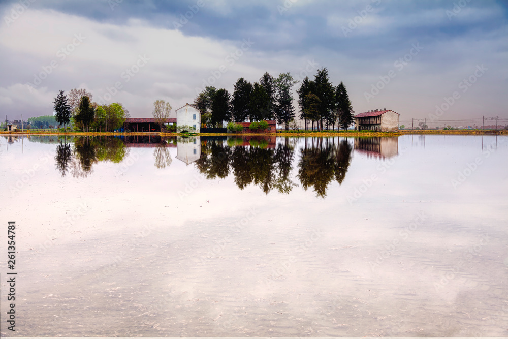 Fototapeta premium Springtime paddy field. Color image