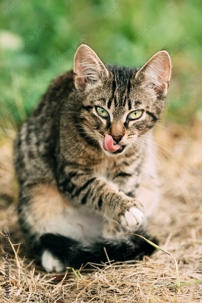 Cute Tabby Gray Cat Kitten Washes Its Muzzle