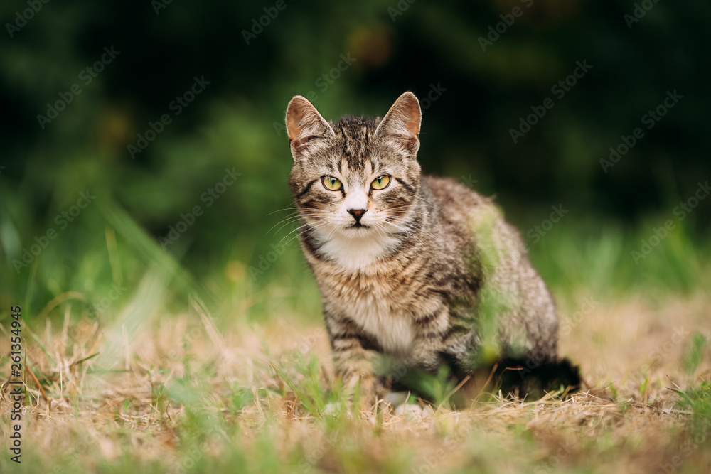 Small Cute Gray Cat Kitten In Grass 