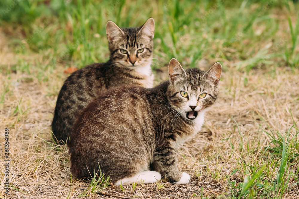 Two Funny Cute Tabby Gray Cats Kittens Sitting In Grass