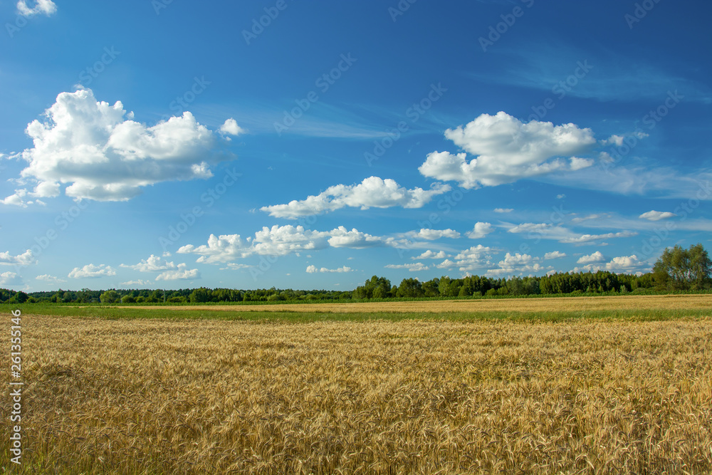 Grain field, forest and white clouds on a blue sky