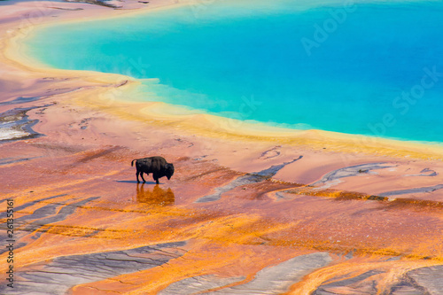 Bison walking near Grand Prismatic Spring, Yellowstone National Park