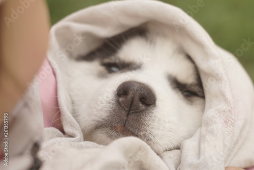husky puppy sleeping on a hands
