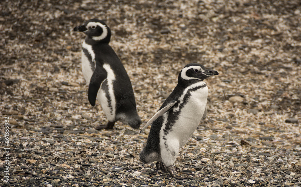 Naklejka premium Spheniscus Magellanicus