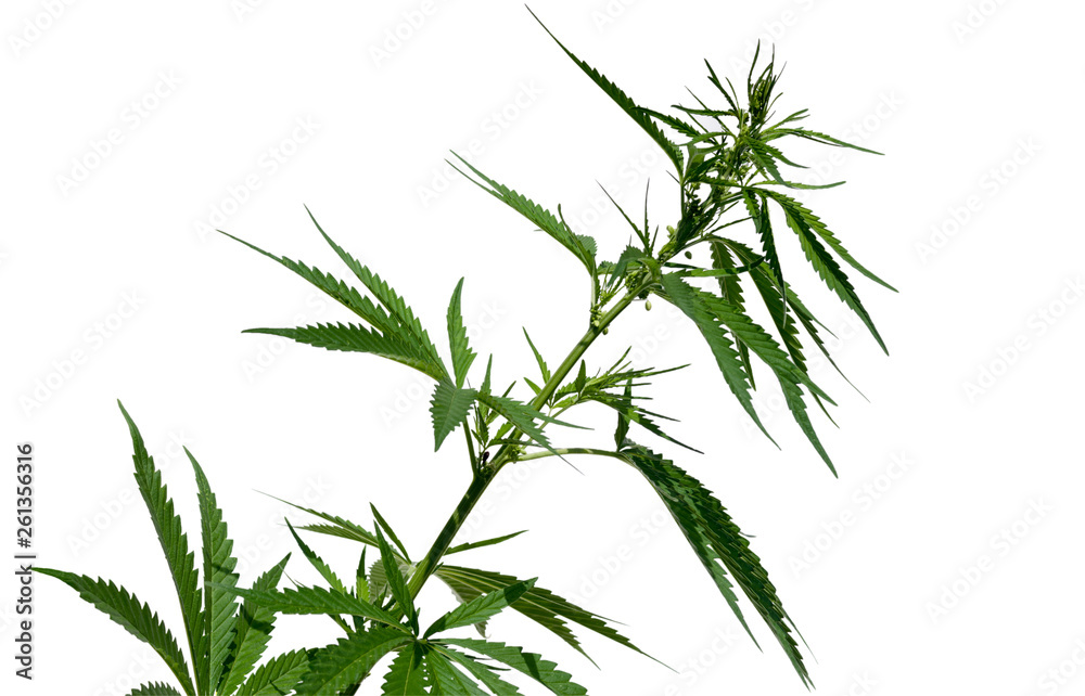 Naklejka premium Cannabis plant with buds isolated on the white background. Selective focus.