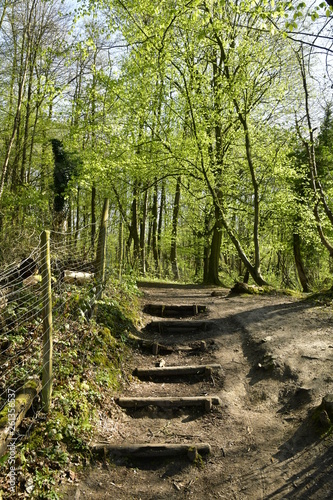 Escalier en troncs d arbre dans la for  t de Soignes    Auderghem