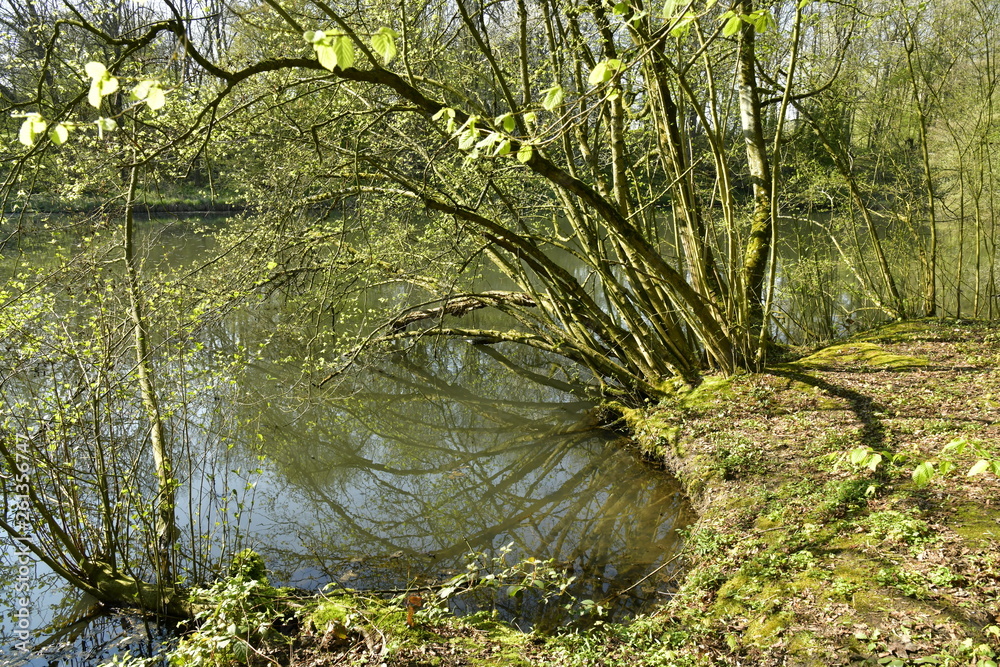 Fototapeta premium Branches surplombant les eaux du Grand Etang Clabots en Forêt de Soignes à Auderghem
