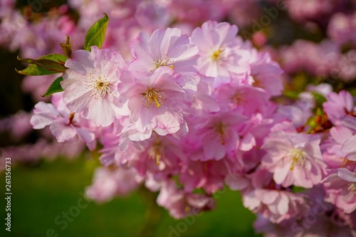 Pink flowering tree over nature background . Spring tree . Spring Background. Prunus serrulata