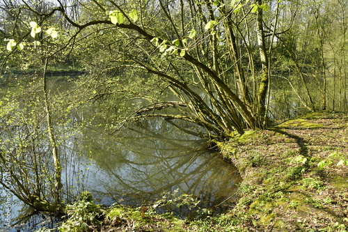 Branches surplombant les eaux du Grand Etang Clabots en Forêt de Soignes à Auderghem