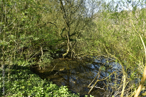 Branches surplombant les eaux du Grand Etang Clabots en Forêt de Soignes à Auderghem
